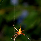 giant golden orb weaver