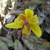 Yellow Trout Lily