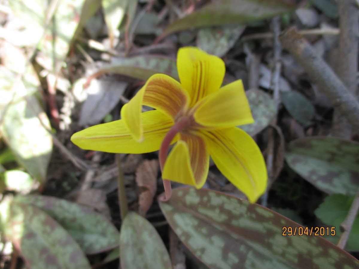 Yellow Trout Lily