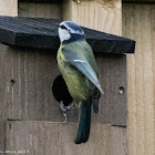 Blue Tit