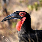 Southern Ground Hornbill