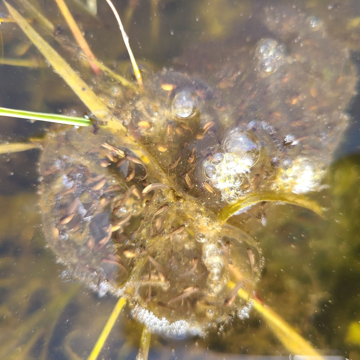 Pacific Tree frog Egg clusters