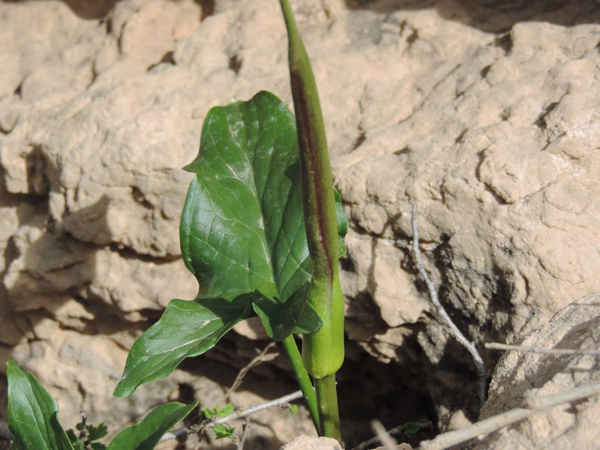 Arum elongatum