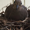 Mourning dove