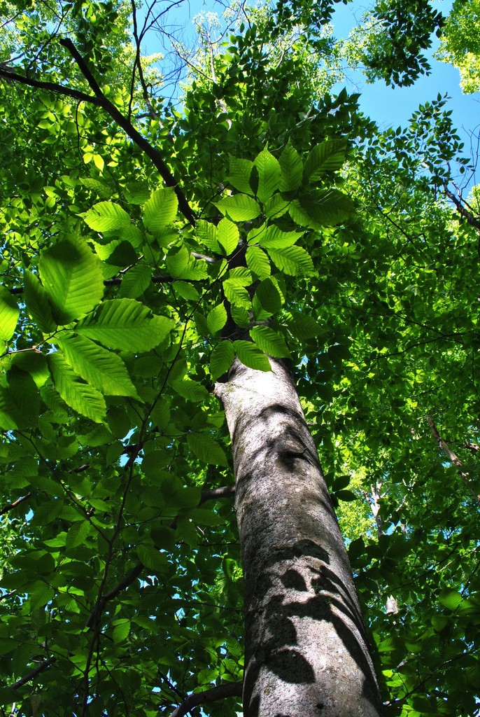 American Beech