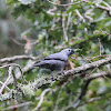 Grey Cuckooshrike