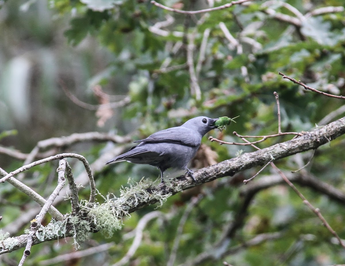 Grey Cuckooshrike