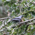 Grey Cuckooshrike