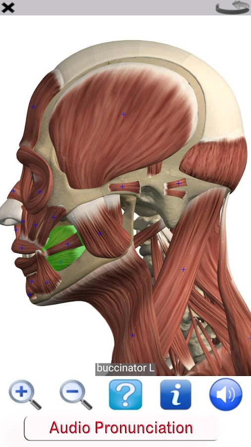 visual anatomy free - screenshot 2