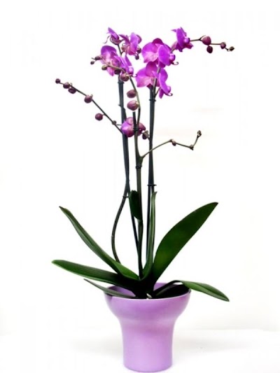 Comprar Orquídeas a Domicilio - OriginalFlor - Dedicatoria incluida