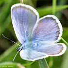 Silver-studded Blue