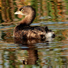 Pied-billed Grebe