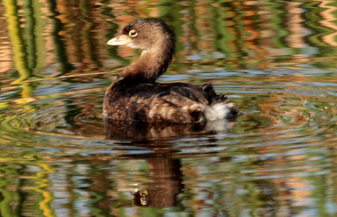 Pied-billed Grebe