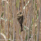 Willow Warbler; Mosquitero Musical