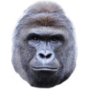 Harambe Zoo Chrome extension download