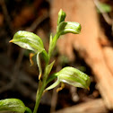 Tall Greenhood