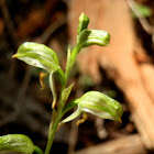 Tall Greenhood