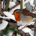 European Robin