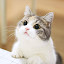 Cute Cats HD Wallpaper New Tab