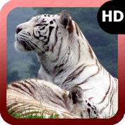 White Tiger Wallpaper  Icon