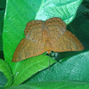 Emesis Metalmark