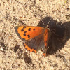 Small copper