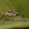 Two Striped Jumping Spider