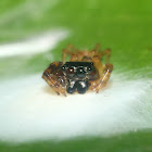 Thiania Jumping Spider(Brooding)