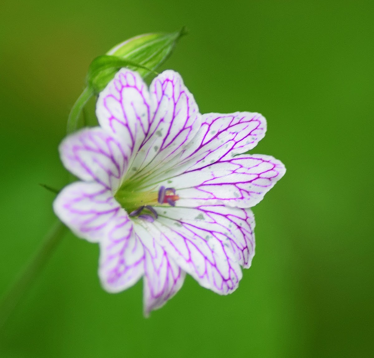 Pencilled Cranesbill