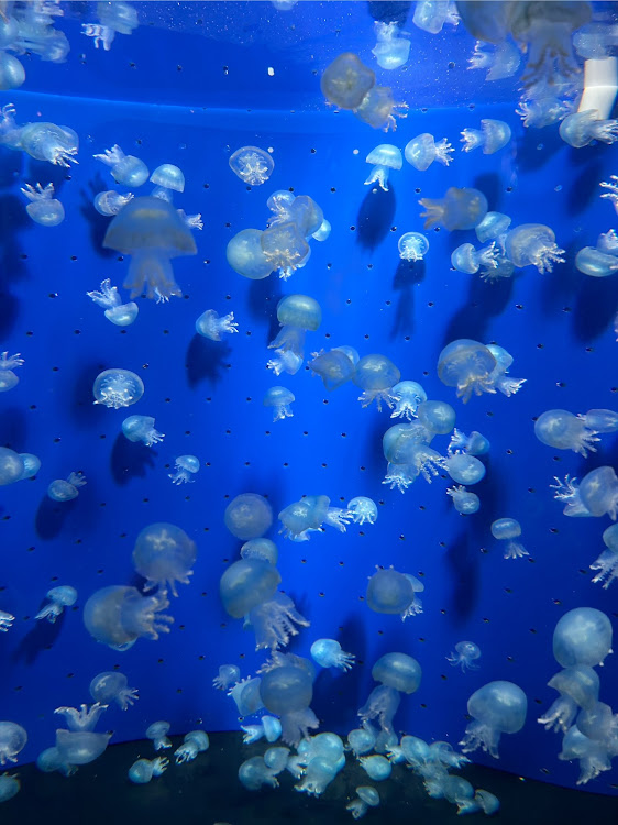 ランサーエボリューションのオフ会・鹿児島・マリンポート・スープラ・水族館に関するカスタム事例の投稿画像9枚目