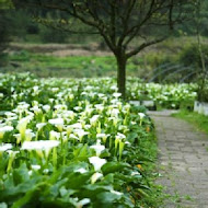 【竹子湖】苗榜花園餐廳