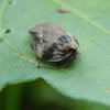 Diamondback Spittlebug