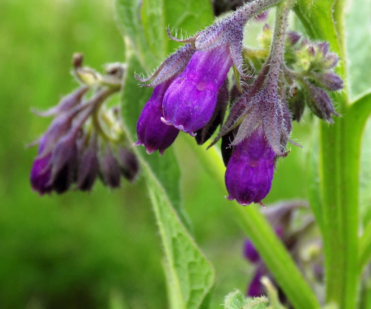 Common comfrey