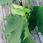 Maple leaves and seeds