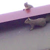 Grey Squirrel