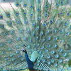 Indian Peafowl