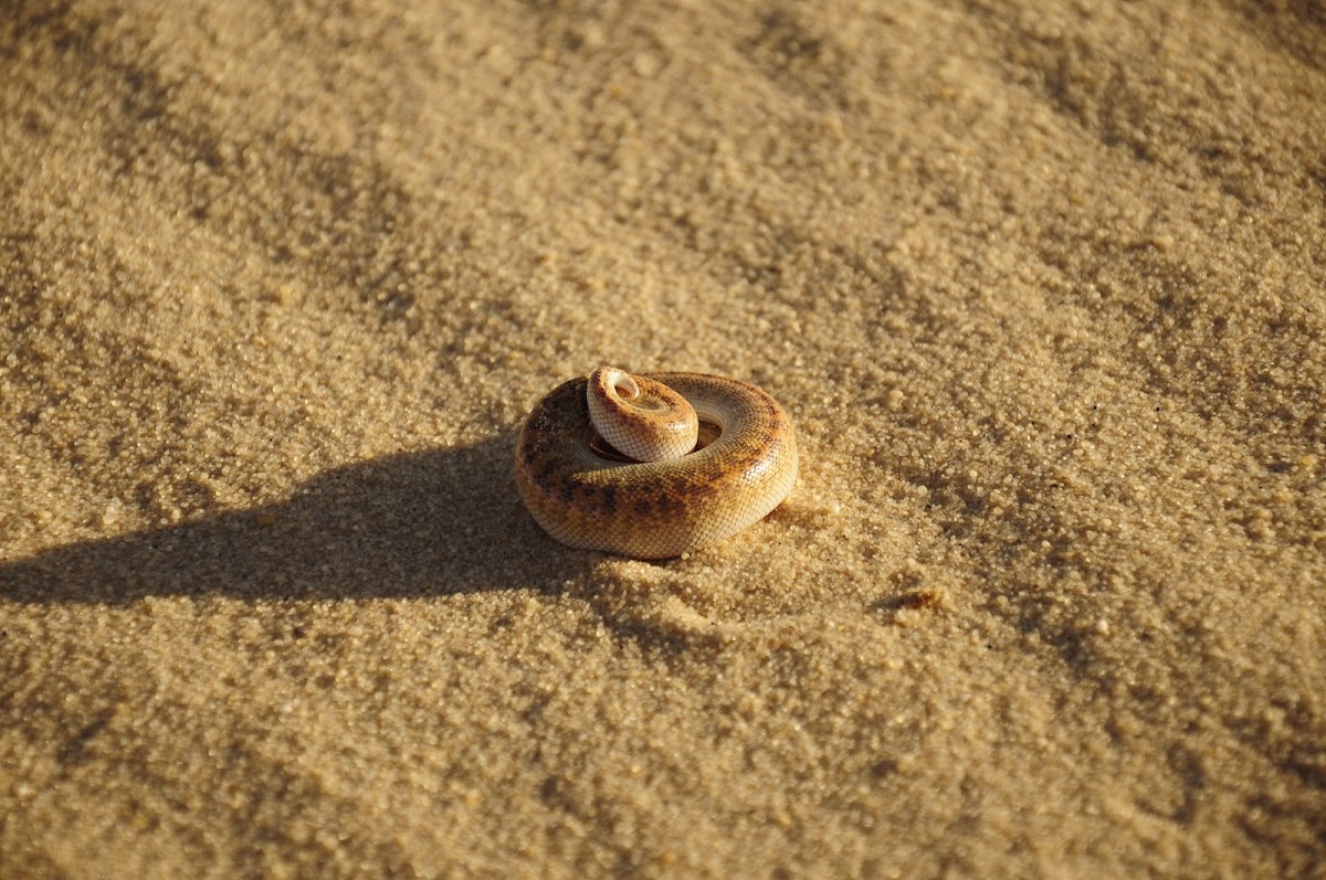 Sand Boa