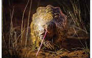 Ground pangolin, Tswalu Kalahari Game Reserve, Northern Cape.