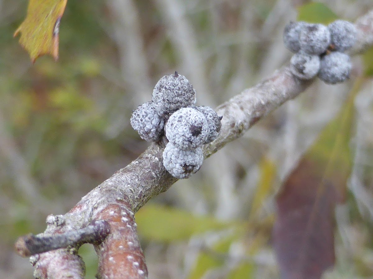 Southern Wax Myrtle