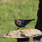 Brown-headed Cowbird