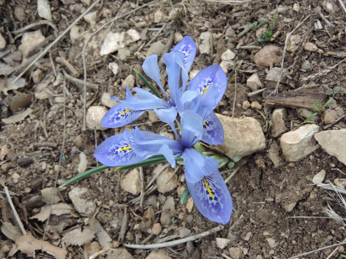 Lebanese iris