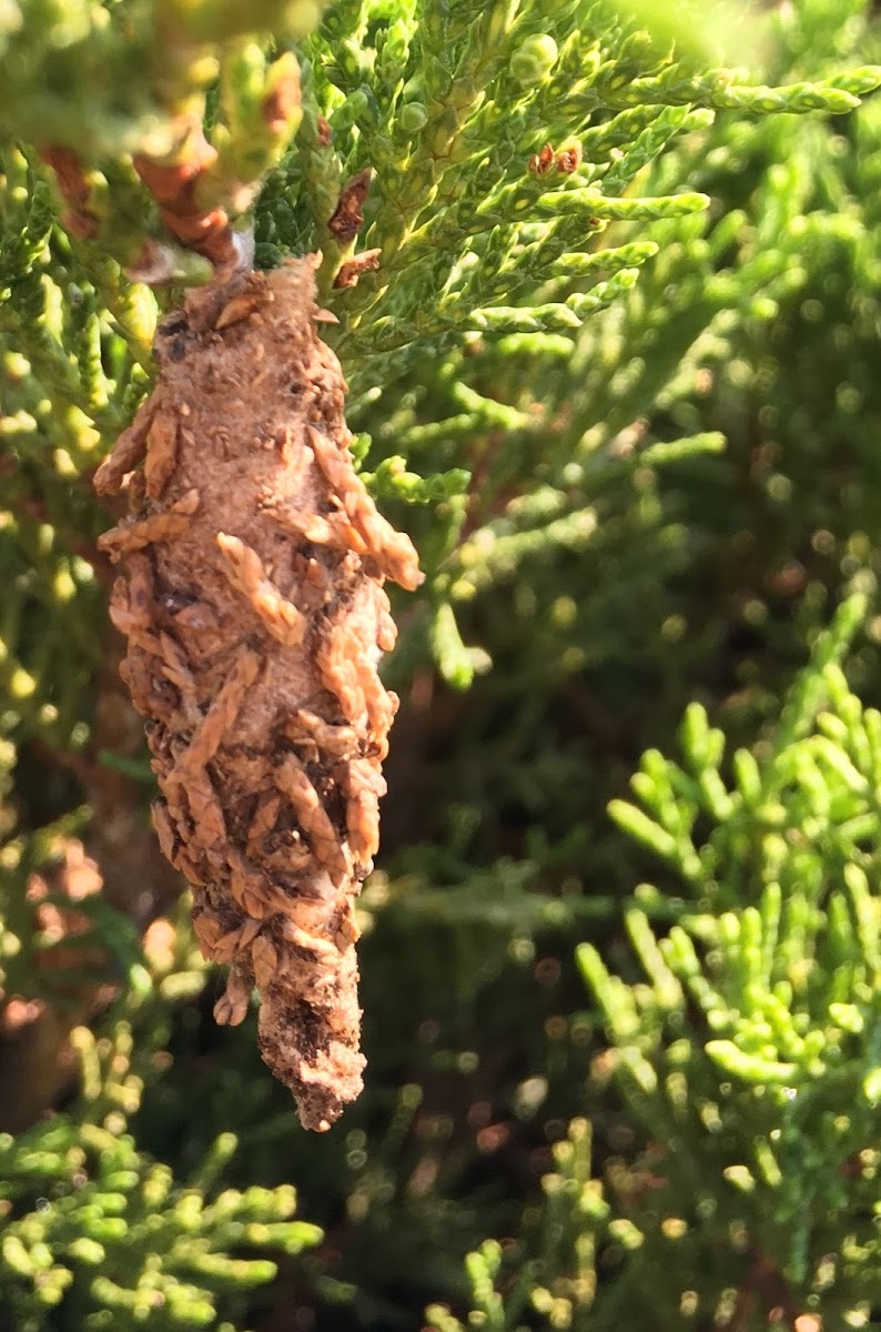 Evergreen Bagworm Moth