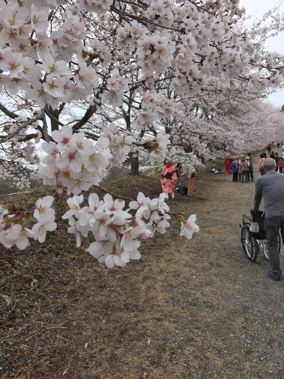 スペーシアカスタムの秩父高原牧場・攻めっからの会・虎山の桜🌸に関するカスタム事例の投稿画像5枚目