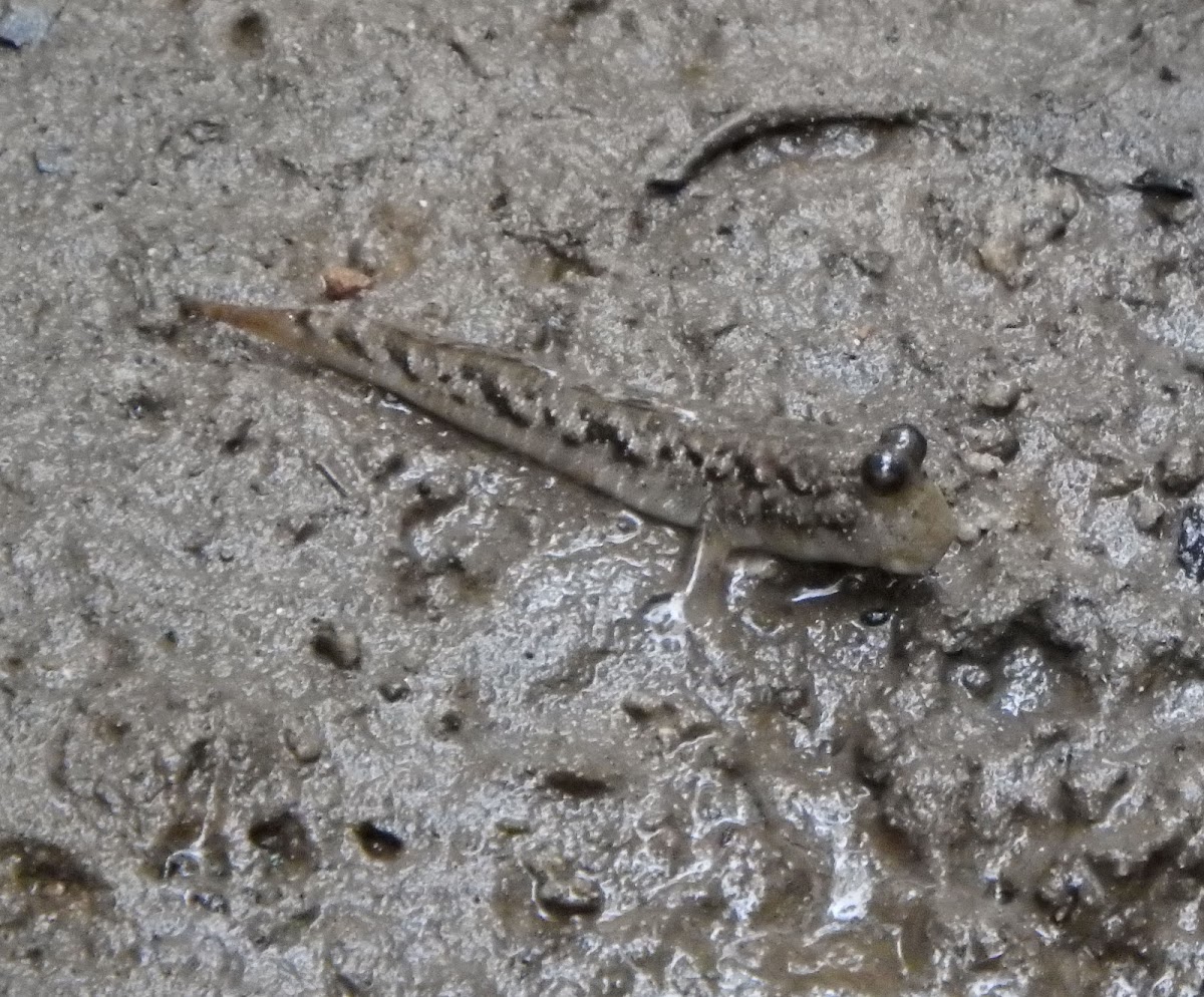 Mudskipper