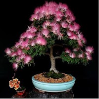 Bonsai Fácil