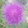 Thistle