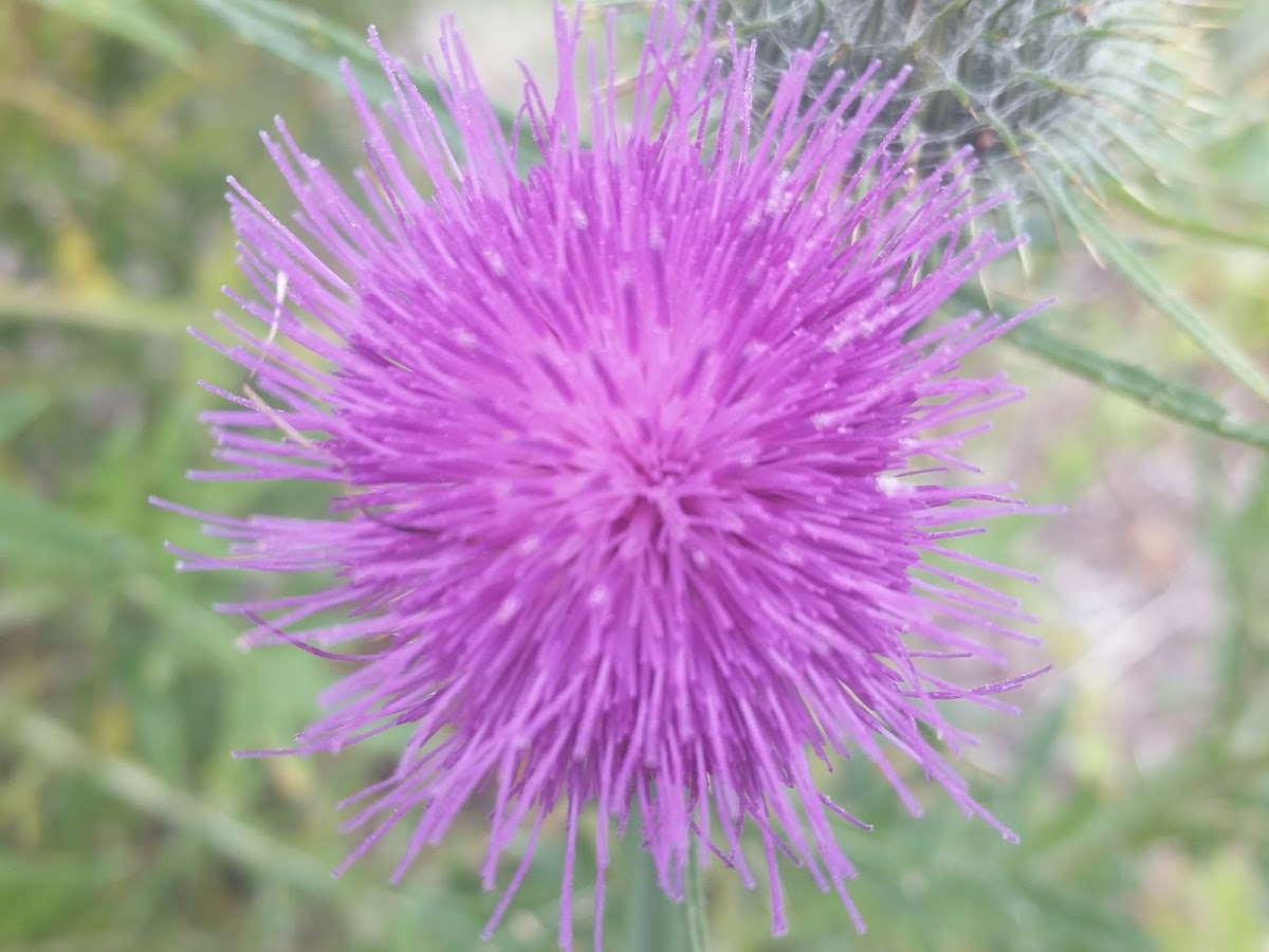 Thistle