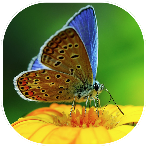 Butterfly wallpapers HD 個人化 App LOGO-APP開箱王