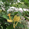 European Honeysuckle