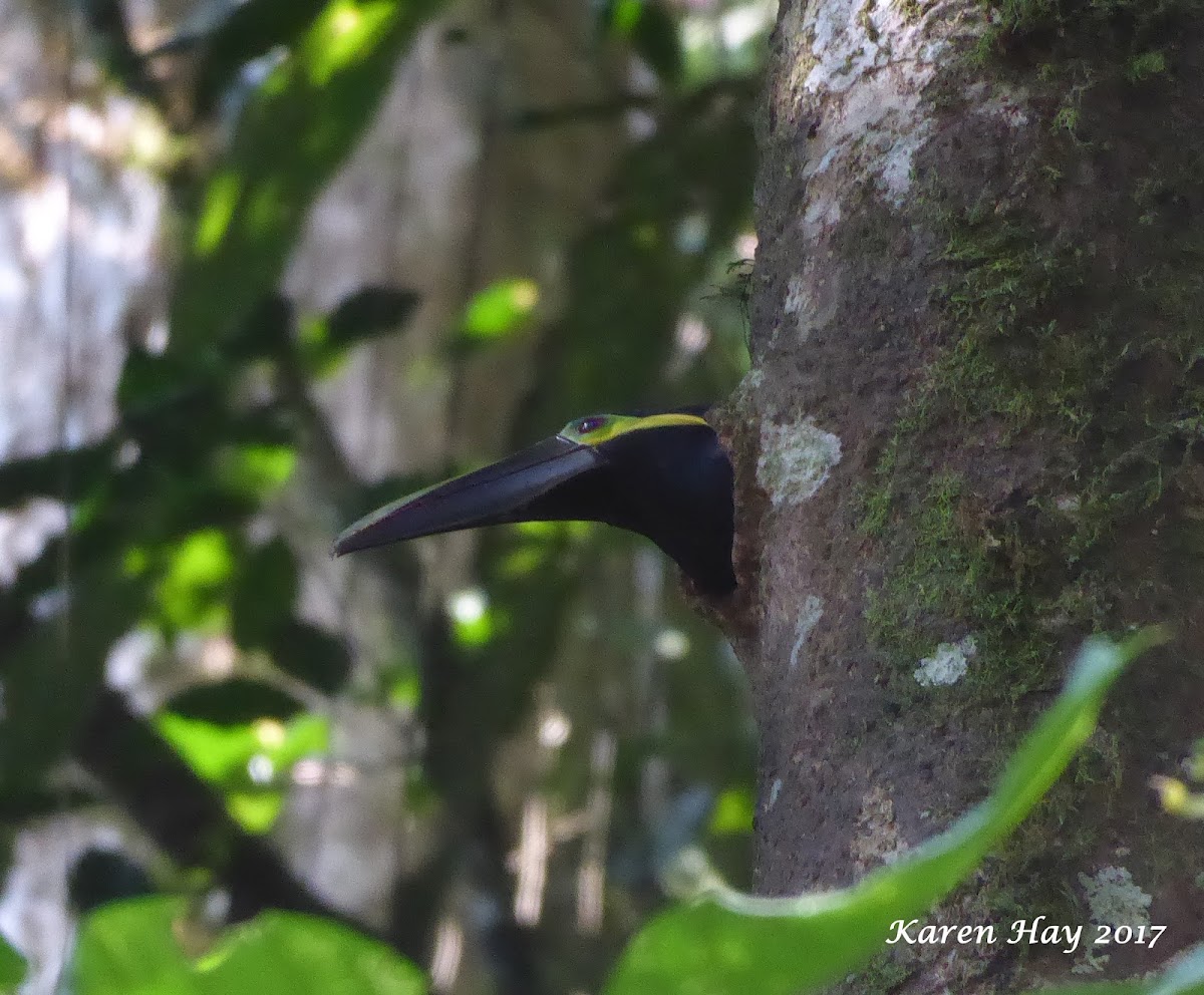 Yellow-eared Toucanet